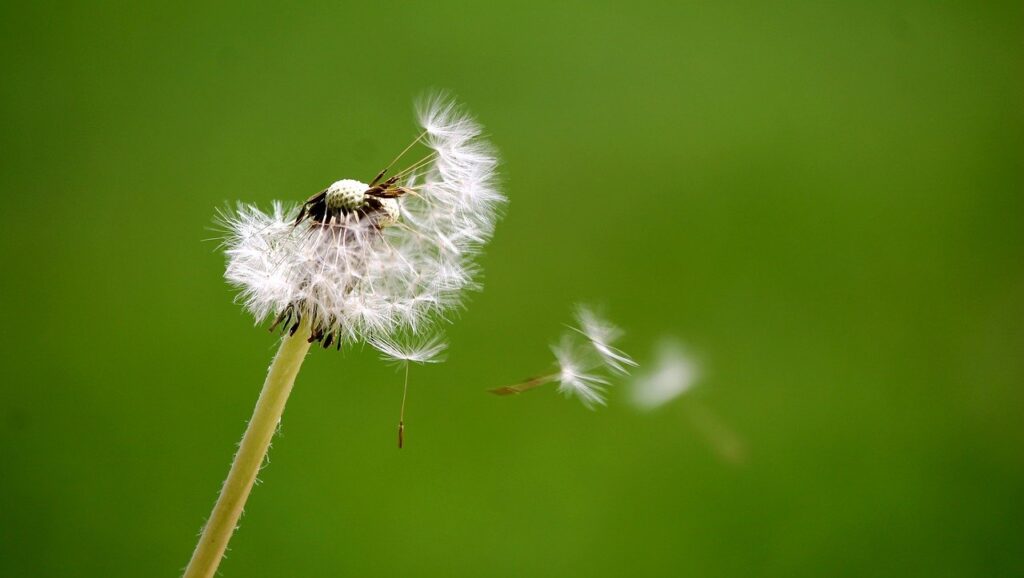 Dandelion, wind, breath
Image by Christelle PRIEUR from Pixabay 