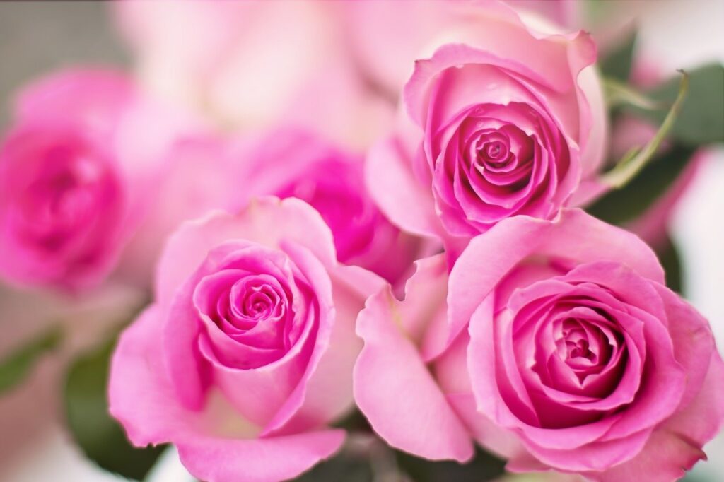 Several pink rosses.
Image by Jill Wellington from Pixabay 