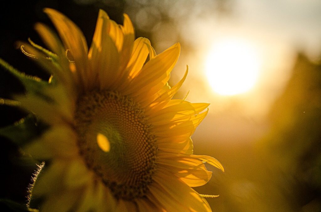 Photo of a sunflower, close up and the sun shining in the background.
Image by Jessica Joh from Pixabay 