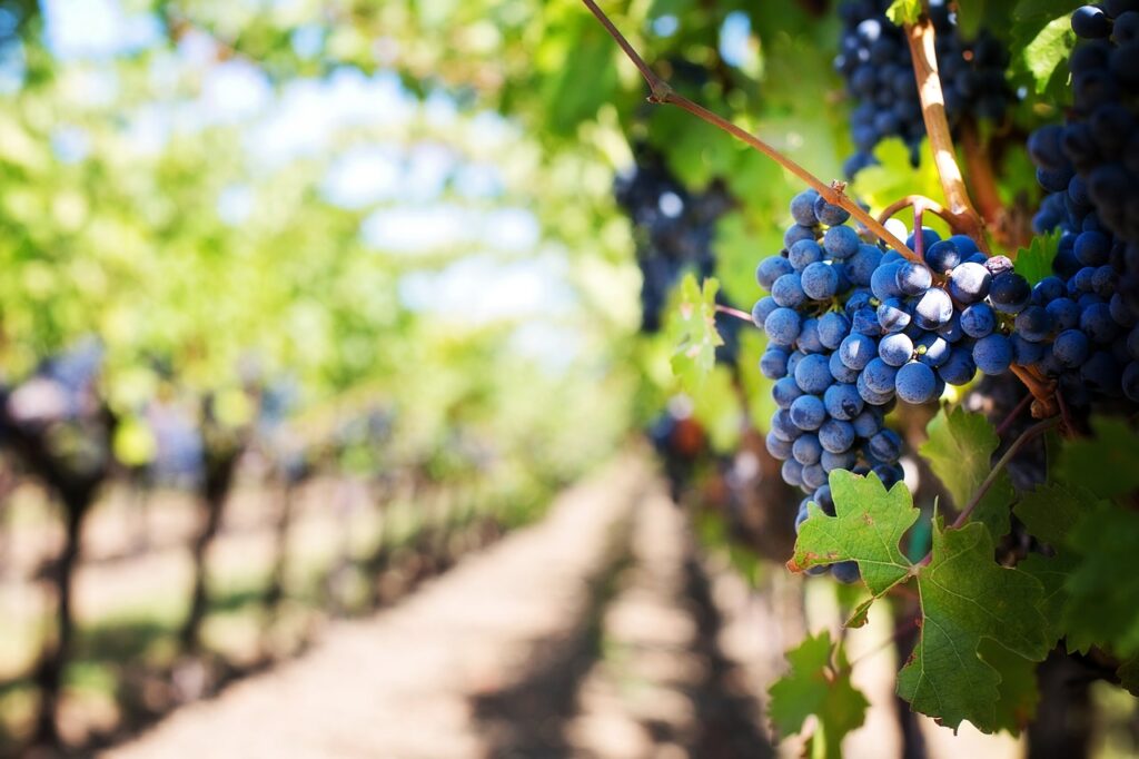 A cluster of blue-deep purple grapes on a branch in the foreground with the rest of the vineyard stretched out, blurred in the background.
Purple grapes, vineyard, orchard, fruits, organic, vines, branches
God is the Vinedresser. Jesus is the vine. We are the branches. John 5
Image by Jill Wellington from Pixabay 
