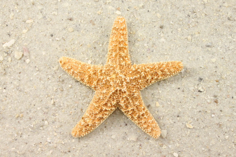 A photo of a starfish on a beach. Making a difference.