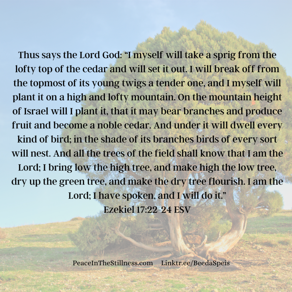 A tree on a hill with the words from Ezekiel 17:22-24 ESV, "Thus says the Lord God: “I myself will take a sprig from the lofty top of the cedar and will set it out. I will break off from the topmost of its young twigs a tender one, and I myself will plant it on a high and lofty mountain. On the mountain height of Israel will I plant it, that it may bear branches and produce fruit and become a noble cedar. And under it will dwell every kind of bird; in the shade of its branches birds of every sort will nest. And all the trees of the field shall know that I am the Lord; I bring low the high tree, and make high the low tree, dry up the green tree, and make the dry tree flourish. I am the Lord; I have spoken, and I will do it."" He does this for those who love Christ.
by Beeda Speis for Peace in the Stillness blog